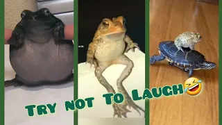 🐸 Funniest  frogs compilation 🤣 on Mozart, Must watch