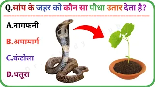 General Knowledge in Hindi ।।GK in Hindi ।।GK।। Interesting Fact ।। GK Question and Answer ।।Gk Quiz