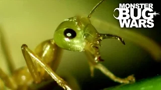 Tree Scorpion Vs Green Ants | MONSTER BUG WARS