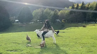 My best morning riding my lovely goat .