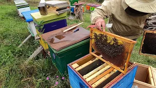Чи перезимують слабкі бджолосімї ???