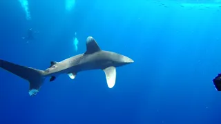 Close encounters with Oceanic whitetip sharks and dolphins at Elphinstone Reef