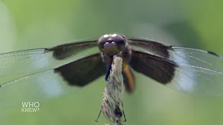 Amazing Facts about Dragonflies