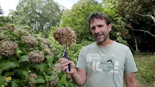 Maintain Blue Hydrangeas - Burncoose