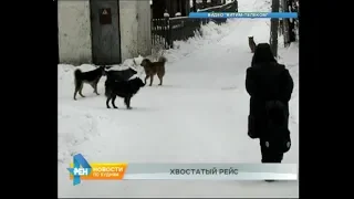 Впервые в регионе бездомных собак будут доставлять в Иркутск на самолёте
