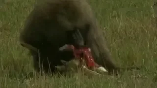 Big BABOON Eats Elk Alive