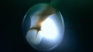 Giant Squid egg