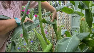 Mosaic Virus is Ravaging my Garden as the Virus Spreads