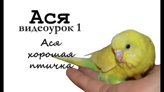 🎤 Учим попугая по имени Ася говорить, видеоурок1: "Ася хорошая птичка"