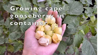 How to grow cape gooseberry in container | Physalis Peruviana