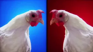 Techno Chicken Song #music #chicken #remix