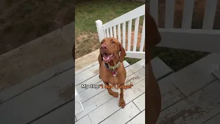 Vizsla doesnt judge tiktok by maplebacon_vizsla