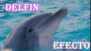 DELFIN   efecto de sonido