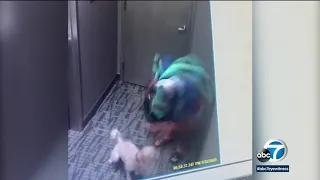 Disturbing video shows alleged abuse of dog in Santa Monica | ABC7