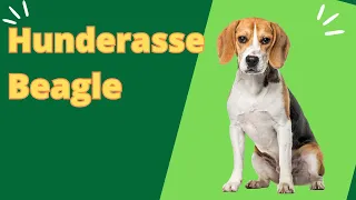 🐶🐕🐩 Hunderasse Beagle 🐕 Familienhunde Beagle - Rassebeschreibung Beagle 🐶🐕🐩
