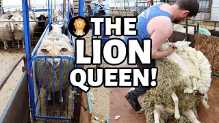 She had the most wool I've ever seen on our sheep farm yet! 😳| Vlog 439