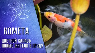 Цветной карась для пруда "КОМЕТА" Colored crucian carp for the pond