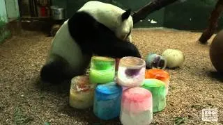 Panda Yang Yang's 17th Birthday