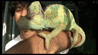 Sexando Camaleones / Camaleón de velo