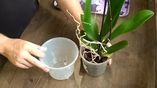 ORCHIDS ARE VERY EASY TO TRANSPLANT // detailed video of phalaenopsis transplantation