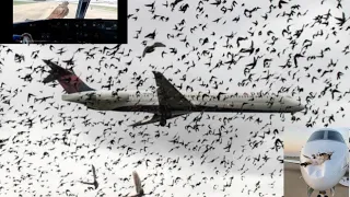 TOP 10 Birds Animals VS Airplane | Horrible Birds Vs Planes | Top 10 Video Birds_Animals_Planes_DPC.