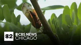 Chicago area cicadas are ready to break out