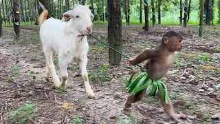 Best moments! CUTIS Aboriginal takes goat back primitive times