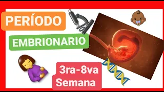 ✅ PERÍODO EMBRIONARIO | de la TERCERA a la OCTAVA SEMANA 📚 ORGANOGÉNESIS | EMBRIOLOGÍA HUMANA [2021]