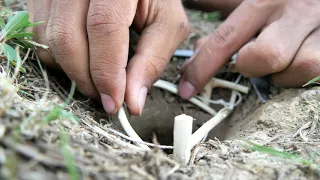 EASY SNAKE TRAP -​​ Creative Method DIY Snake Trap Using Scissor That Work 100%