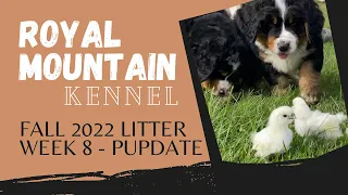 WEEK 8 Pupdate 🐾 Fall 2022 Litter 💜❤️🧡 3 Bernese Mountain Dog Puppies