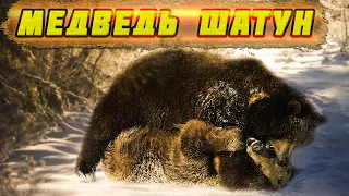 🐻Медведь шатун. Охотники были в ШОКЕ, когда узнали, чем медведь питался.