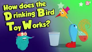 How The Drinking Bird Toy Works? | DRINKING BIRD TOY | Dr Binocs Show | Peekaboo Kidz