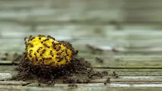 Natural Ways To Get Rid Of Ants Without Using Pesticide