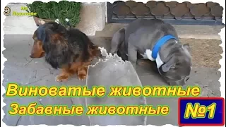 Забавные животные . Выпуск №1 . Виноватые животные и как им стыдно. ( Подборка 2018 года)