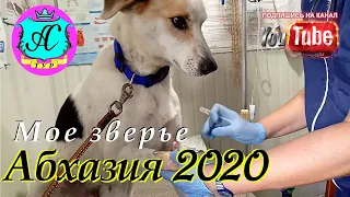 🌴 Абхазия 2020 ! Лордик на больничном❗24.10.20 🌴