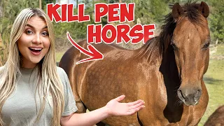 Finding Out What Breed OF HORSE MY KILL PEN HORSE ACTUALLY IS! | *DNA Tested!*