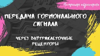 Передача гормонального сигнала через внутриклеточный рецептор. На примере альдостерона.