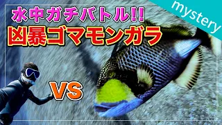 水中ガチバトル！！【凶暴ゴマモンガラ】怒り狂う海の猛獣との攻防（完全ノーカット版）