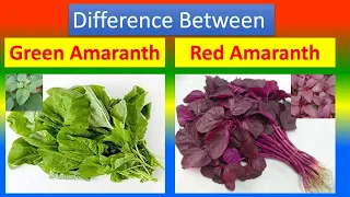 Differences Between Medical And Health Benefits Of Green amaranth and Red amaranth