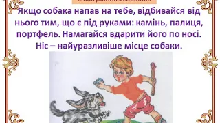 Правила безпечної поведінки з тваринами