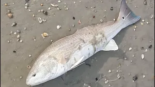 Little Talbot Island Surf Fishing - 6/18/2023