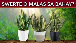 Paglilinaw kung SWERTE o MALAS ba ang SNAKE PLANT sa Bahay