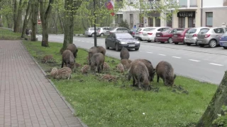 Wild boar. Sopot