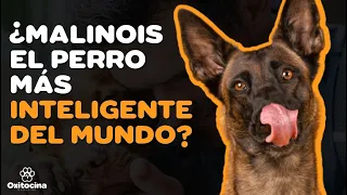 TOP 10 PERROS MÁS INTELIGENTES DEL MUNDO (ACTUALIZADO)