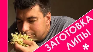 Что делать? Липу заготавливать!