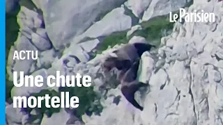 Deux ours font une chute impressionnante après un combat à flanc de montagne en Espagne