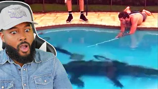 Top 10 Alligators Found in Swimming Pools | REACTION