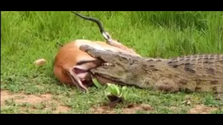 Crocodile vs impala,moment impala do the unbelievable