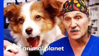 Jeff Performs Difficult Rare Surgery On A Puppy | Dr. Jeff: Rocky Mountain Vet