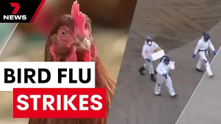 Hundreds of thousands of chickens to be put down as bird flu strikes in Victoria | 7 News Australia
